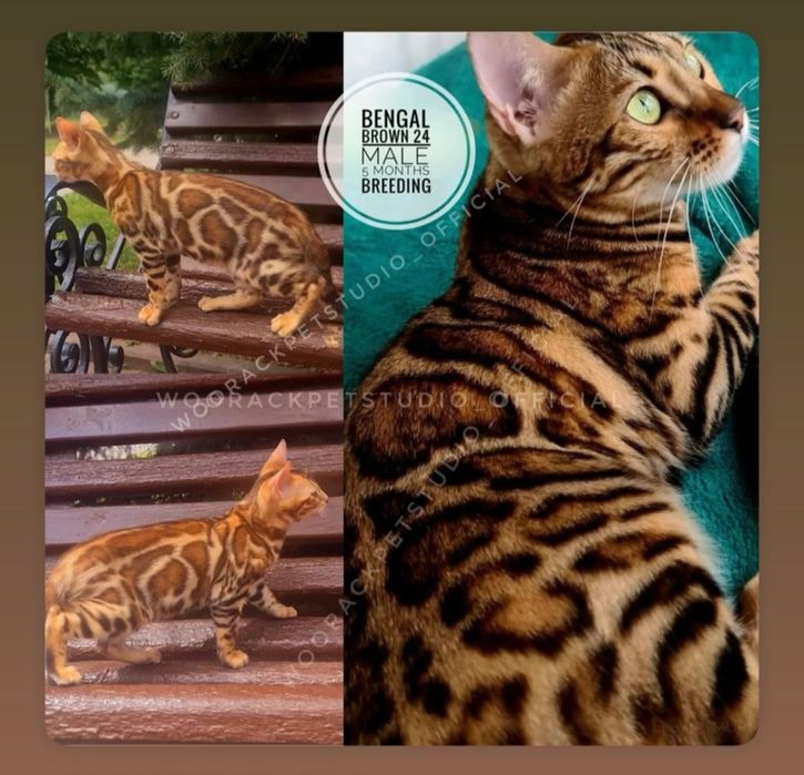 Бенгалы чистокровные под резерв!