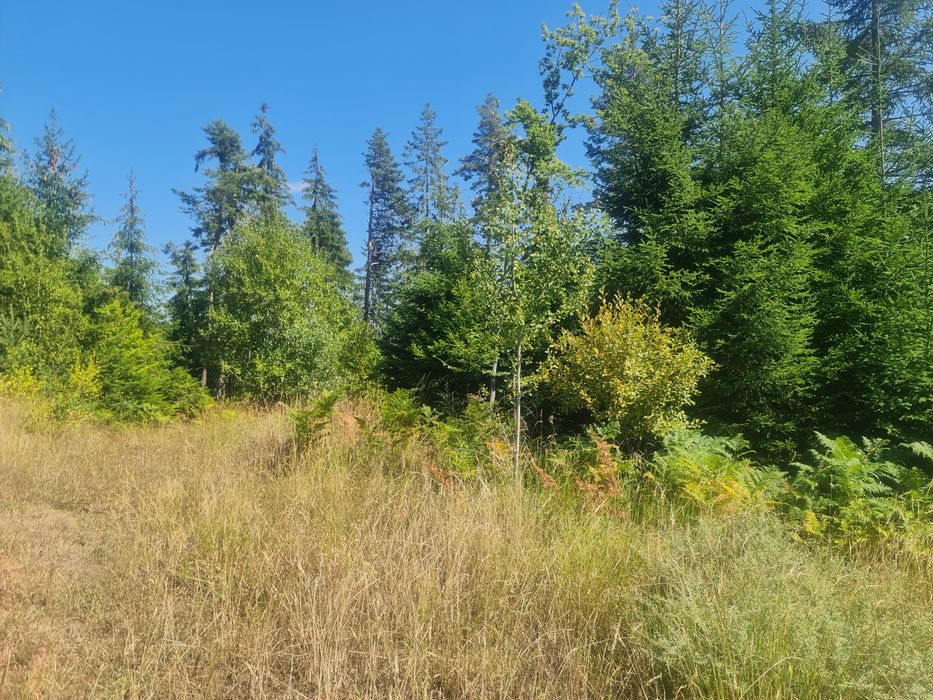 Продава се Земеделски имот в с. Чокманово, Област Смолян -  кв.м за 1450 €/дка - Снимка #4