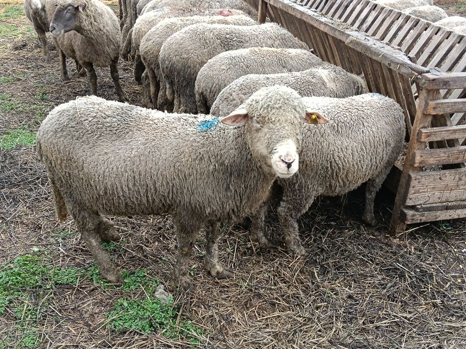 Vând 31 oii de prăsilă