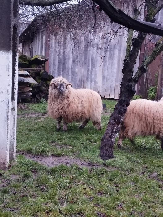 Vând berbeci mior și stramior