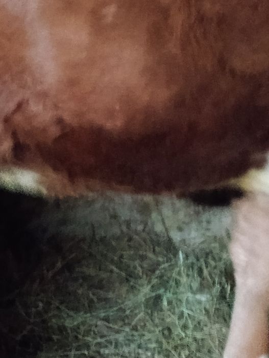 Vaca bălțată Românească