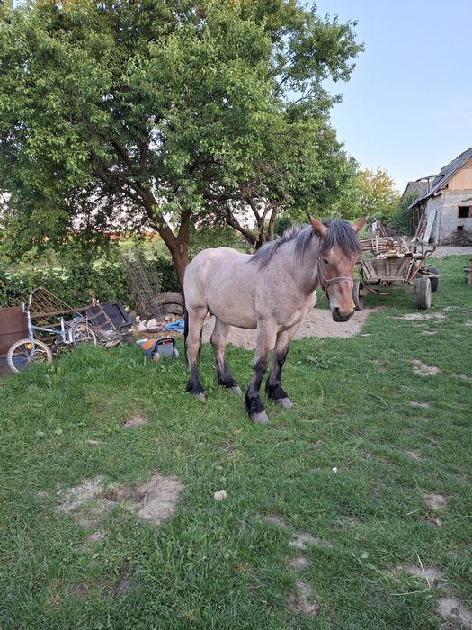Vand sau schimb cu auto sau tractoras