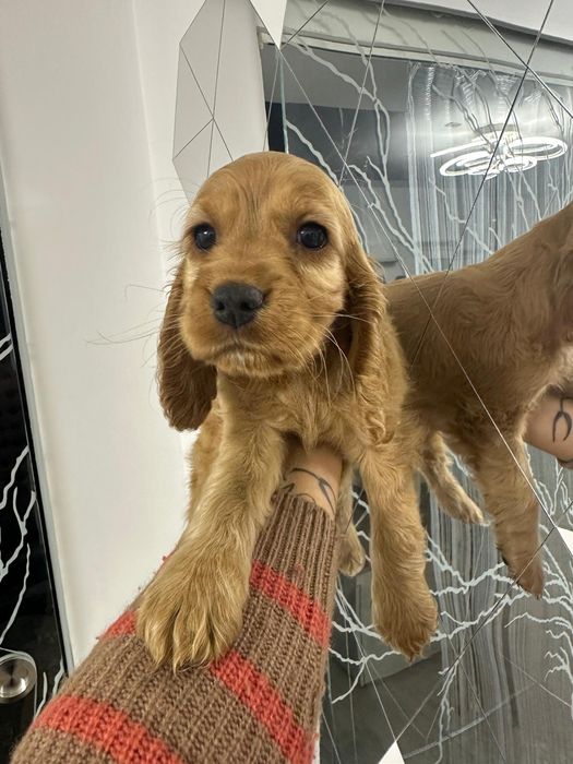 Cocker Spaniel – fetiță, 2 luni – cu carnet, vaccinuri și deparazitare