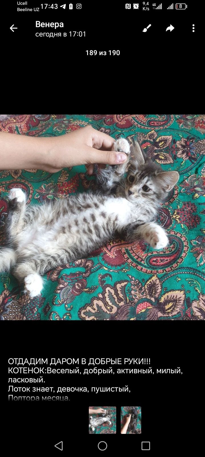 Кушают сами, приученные лотку, 3 недели, один породистый. Юнусаба
