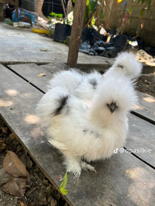 Американский шолк тухум жужалар бор сотилади манзил шахрихон