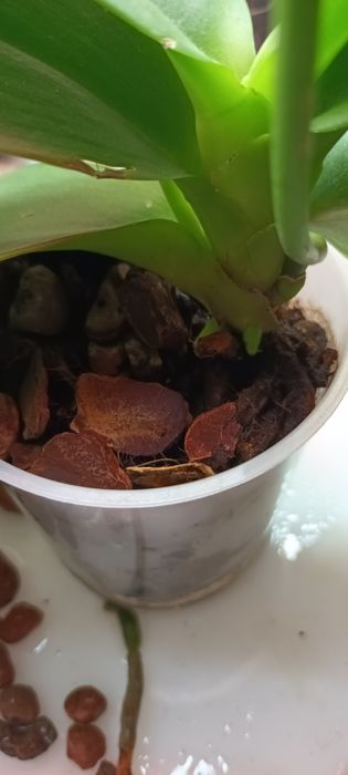 Орхидея Сого-Релакс восковая