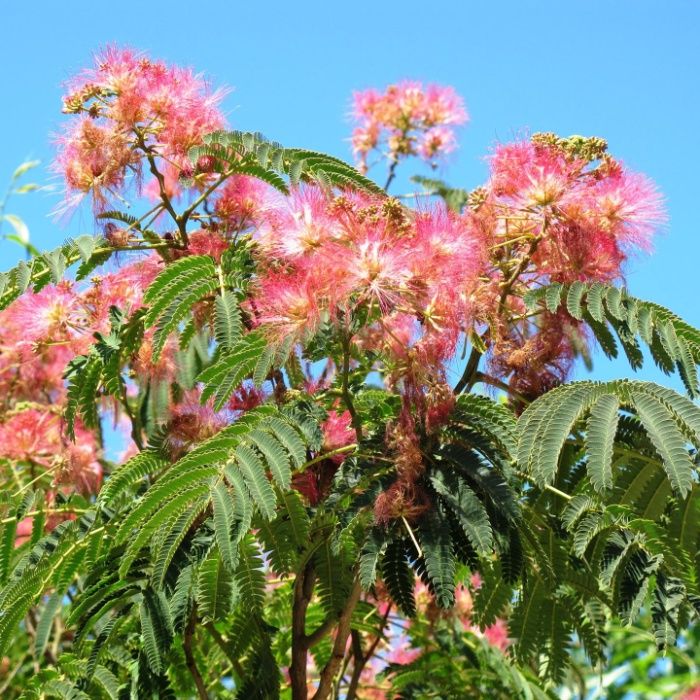 Arbore mimosa, floare roz