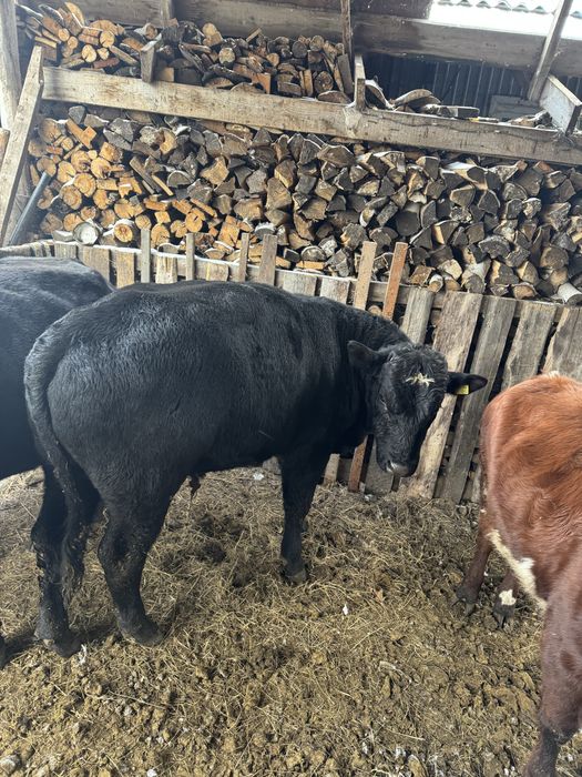 Продам      крс