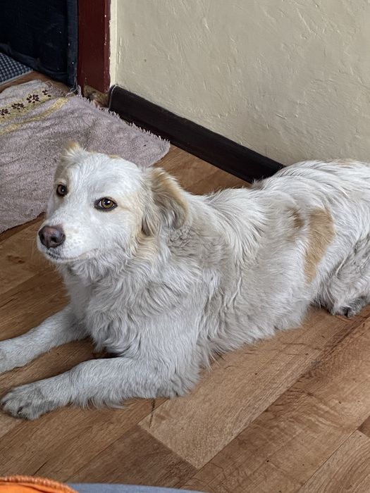 Умка ищет добрый дом