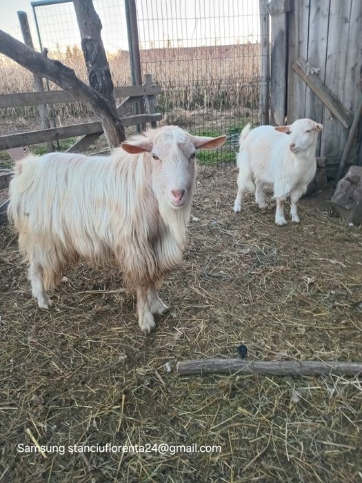 Capre metiș românesc.