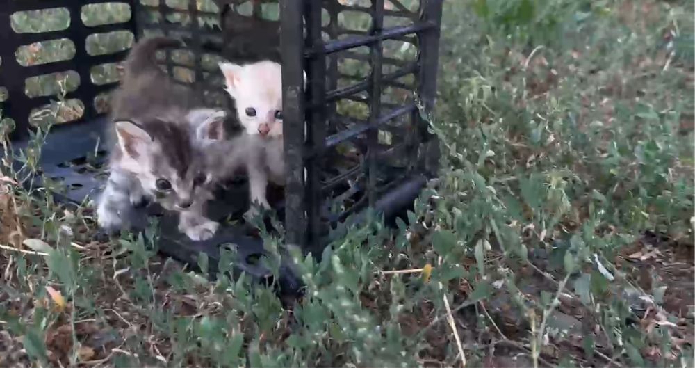 Мейн Кун котенок