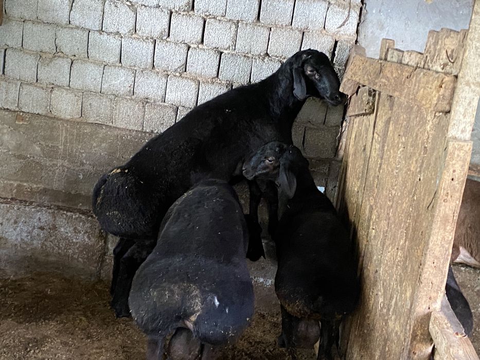 Qoylar sotiladi semiz