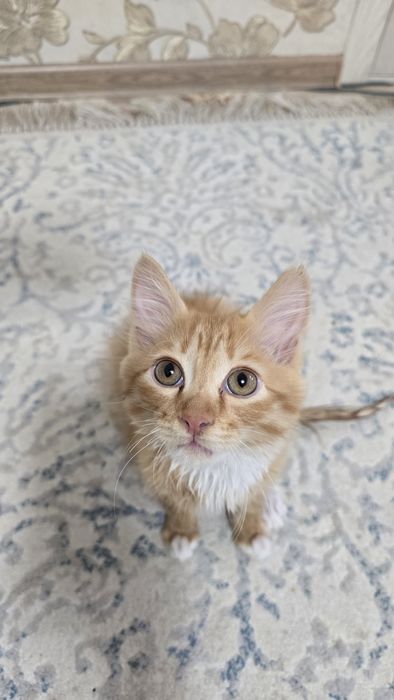 Котёнка в добрые руки