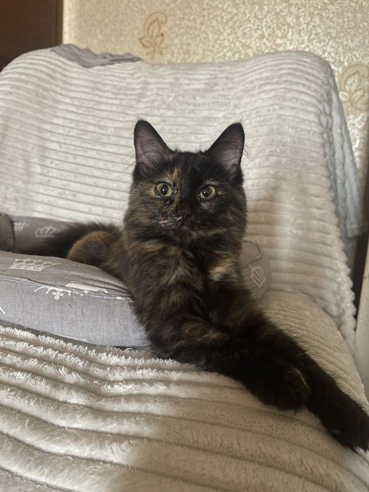 Отдам котенка в хорошие руки