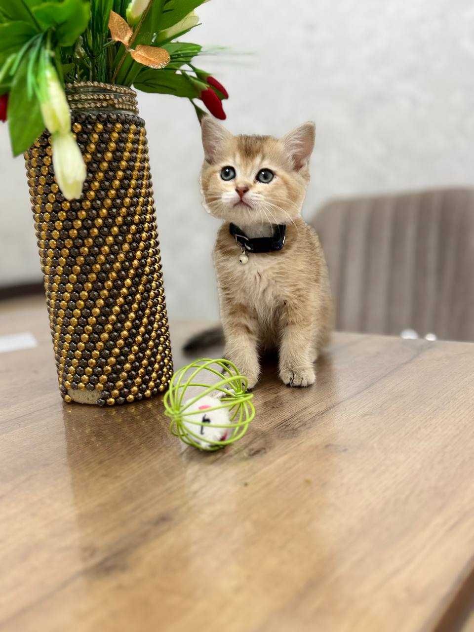 Скотиш страйт золотая Шиншила