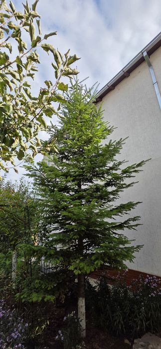 Brad verde natural 6-7 metri înălțime