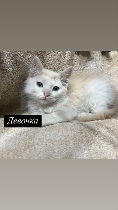 Отдам в добрые ручки