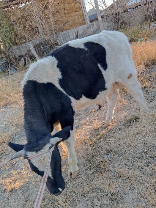 Бука сатылады ииии