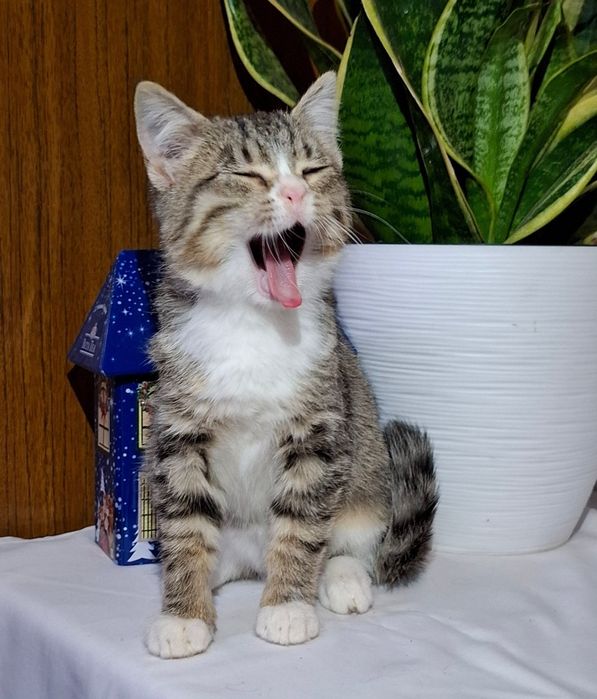 Чешия, ждёт заботливых маму и папу