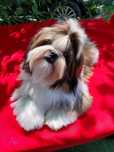 Shih Tzu băiat 8 luni
