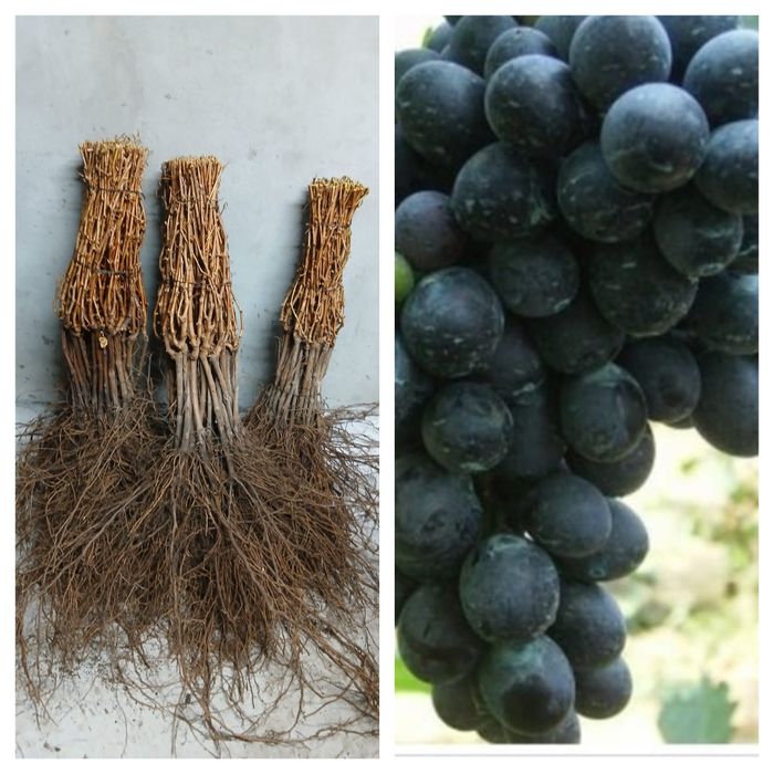 Vita de vie altoita de vânzare