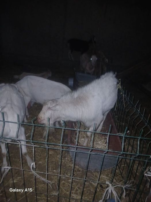 Taka sotiladi zoti toza zanin zotli