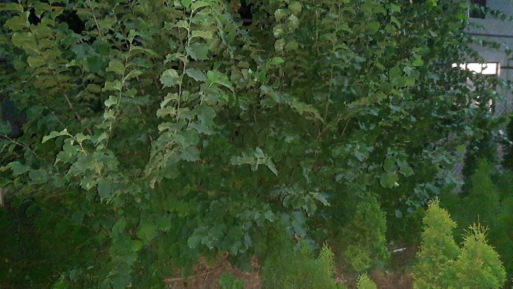 Продам саженцы фундука