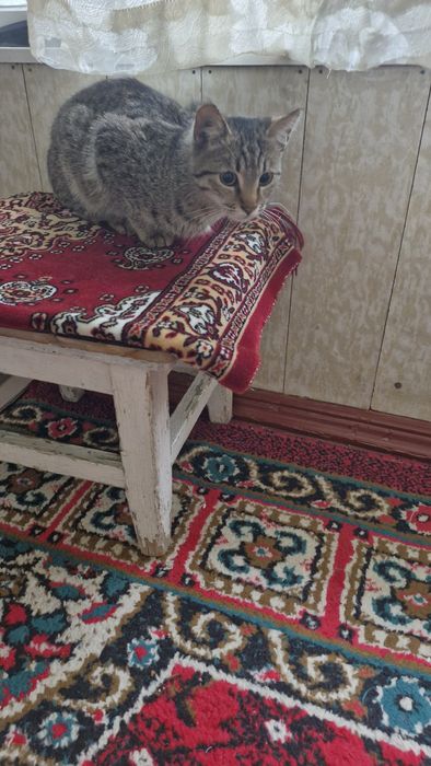 Отдаю в добрые руки котенка. С ненавязчивой просьбой присылать фото ..