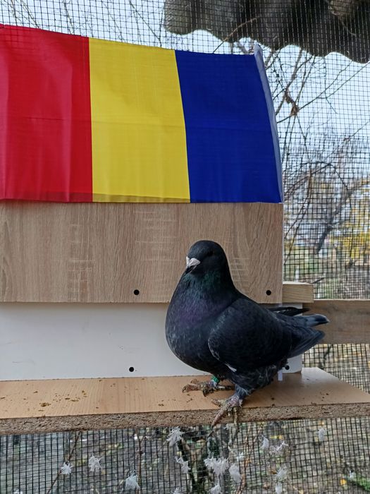 Porumbei standard romanesc