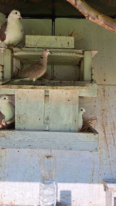 Продавам гълъби.