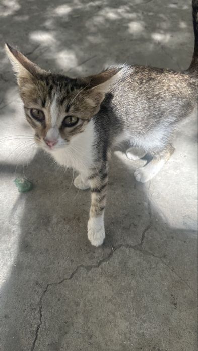 Маленький котёнок ищет заботливый дом!