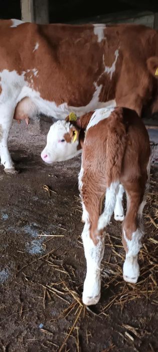 Vând vițel de o săptămână