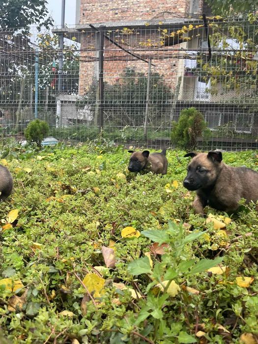 Белгийска овчарка-Малиноа
