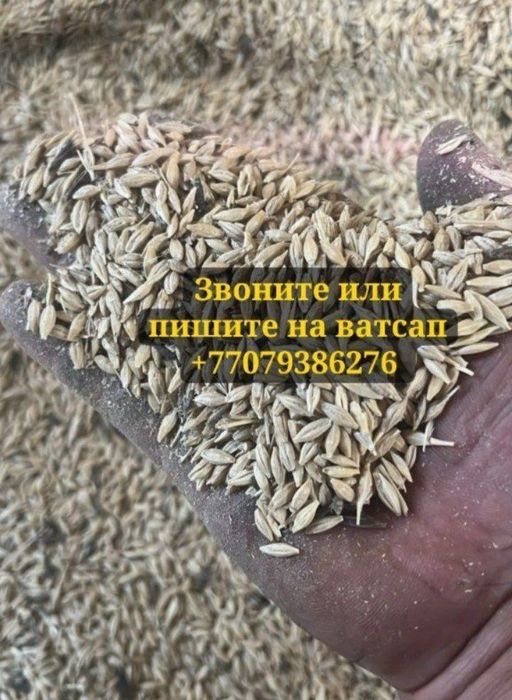 Продам ячмень россыпь и в мешках