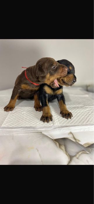 Детки добермана готовы к брони