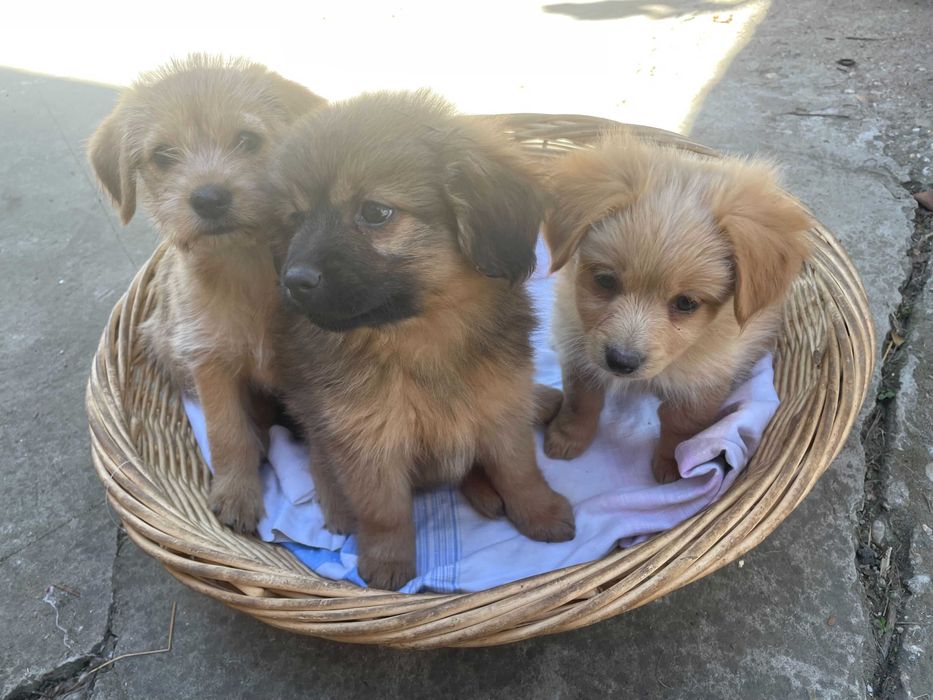 Catelusi pentru adoptie - Gratuit