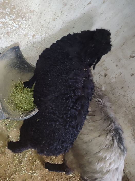 Ona bola qoʻylar sotiladi bolasi erkak onasini ichida bachasi ham bor