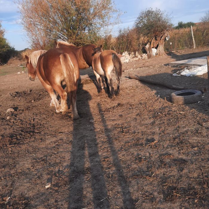 Mânz de 5 luni de vânzare