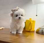 Bichon maltese talie mica