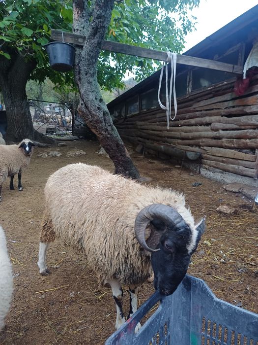 Продавам овен почти на 1 година