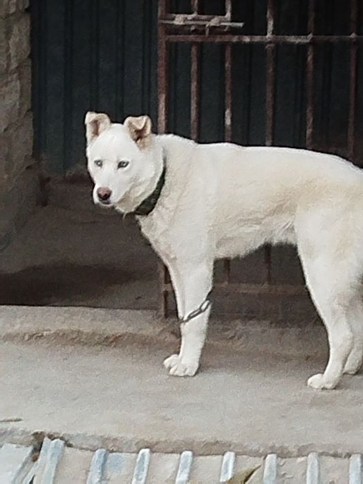 Продам щенка метиса