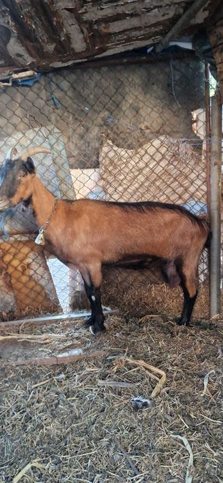 Capra alpina franceza