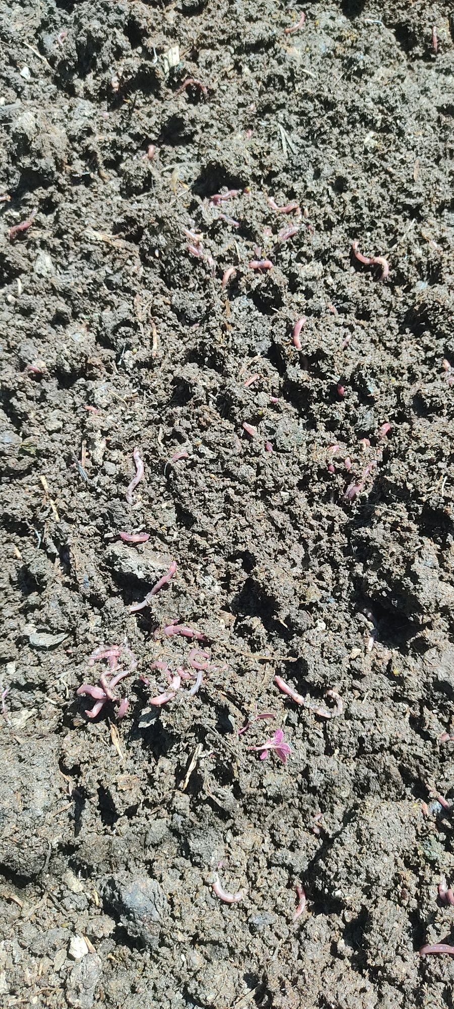 Kaliforniya BIOGUMIS Chuvalchangi, 150000 bir savati