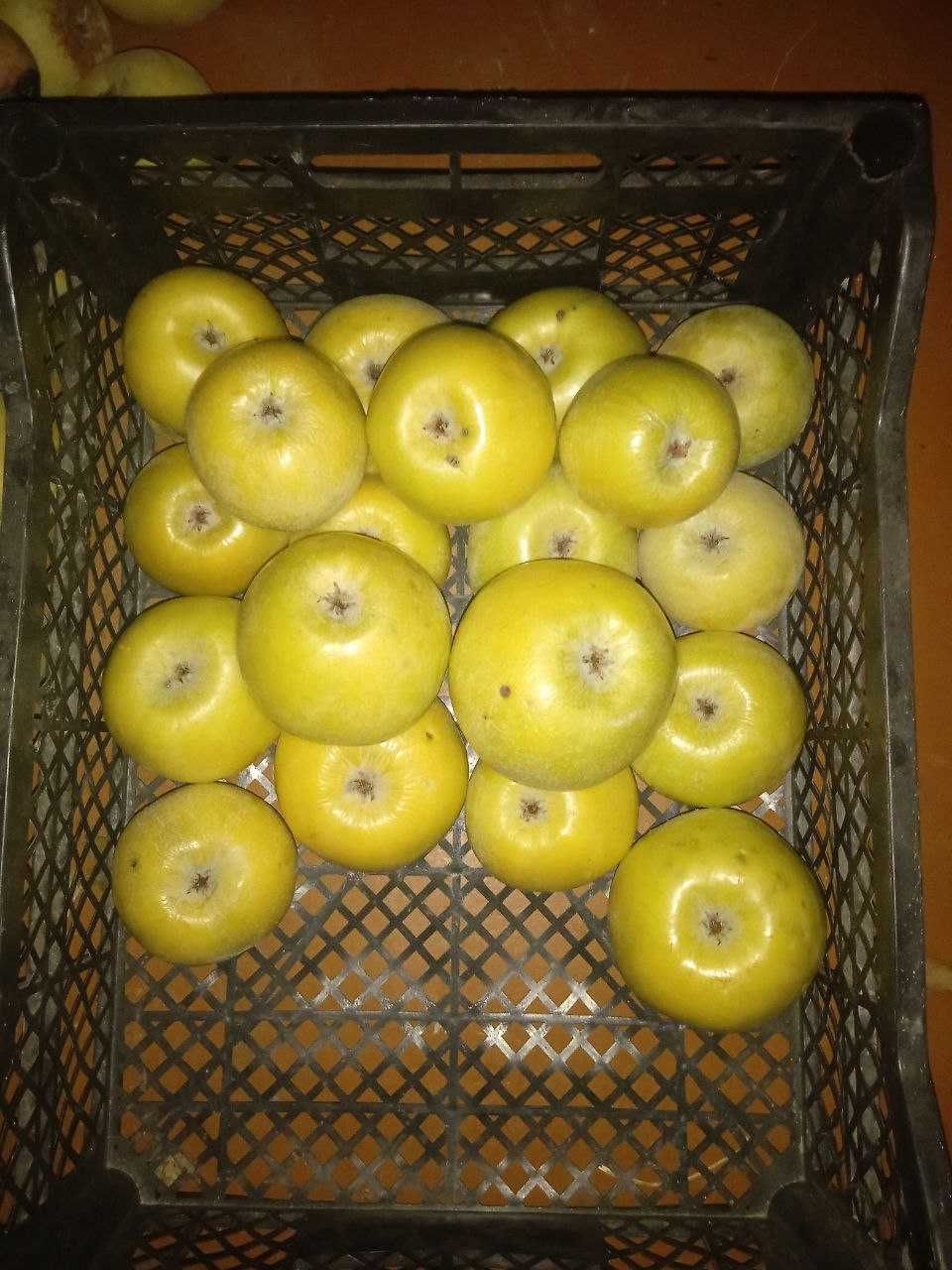 zelyonka olmalar