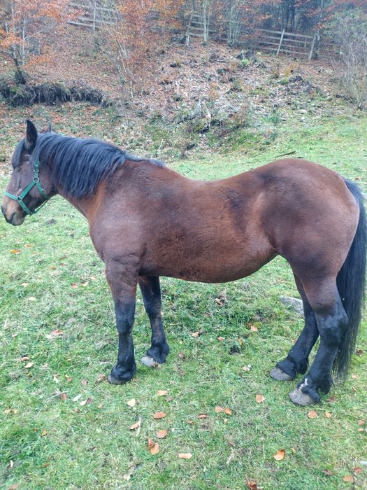 Iapa garantata 19 ani