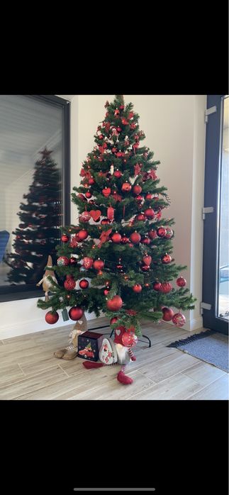 Brad Craciun, folosit 1 an