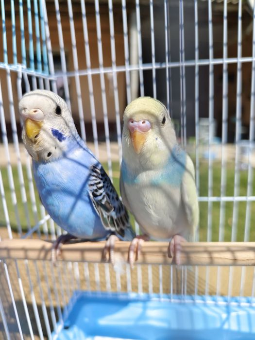 Попугай комплект  волнистый