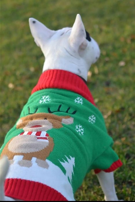 Haină de Crăciun pentru câini