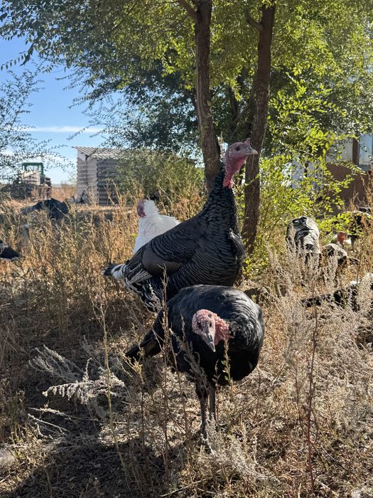 Продется индюки