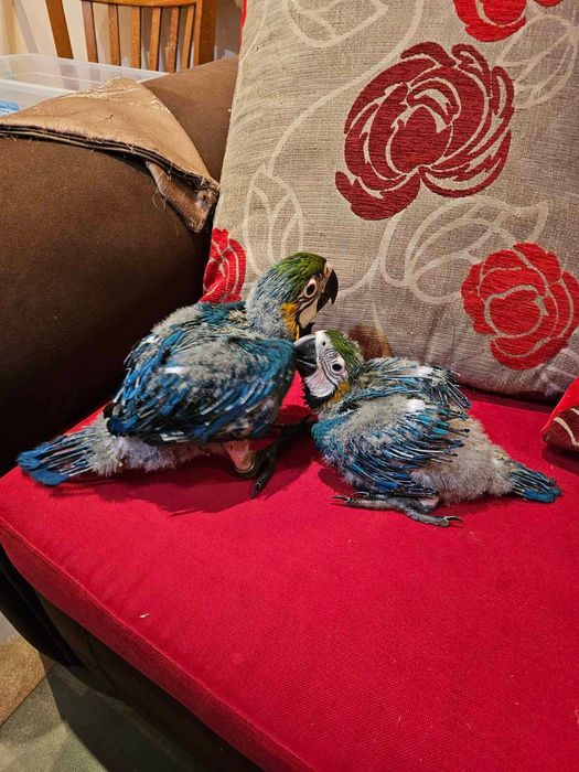 Синьо-жълта ара бебета